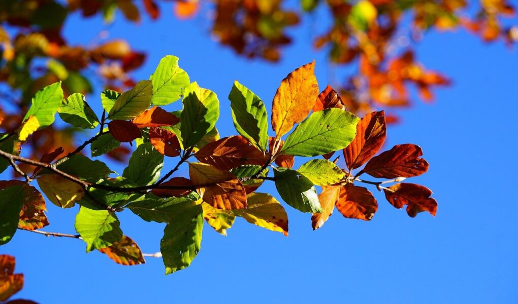 découvrez l'automne, une saison riche en couleurs et en émotions, idéale pour profiter de promenades en forêt, admirer les feuilles rouges et dorées, et savourer des plaisirs chaleureux comme les boissons épicées et les recettes réconfortantes.