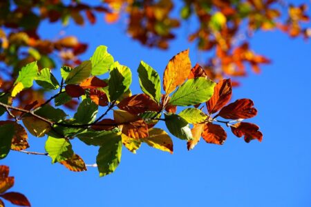 découvrez l'automne, une saison riche en couleurs et en émotions, idéale pour profiter de promenades en forêt, admirer les feuilles rouges et dorées, et savourer des plaisirs chaleureux comme les boissons épicées et les recettes réconfortantes.