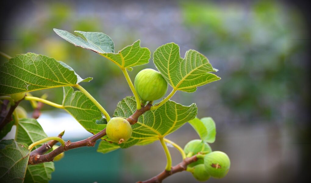 découvrez le fig festival, l'événement incontournable dédié aux amateurs de figues et de gastronomie. au programme : dégustations, animations et ateliers pour petits et grands. ne manquez pas cette fête gourmande et conviviale !