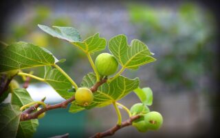découvrez le fig festival, l'événement incontournable dédié aux amateurs de figues et de gastronomie. au programme : dégustations, animations et ateliers pour petits et grands. ne manquez pas cette fête gourmande et conviviale !