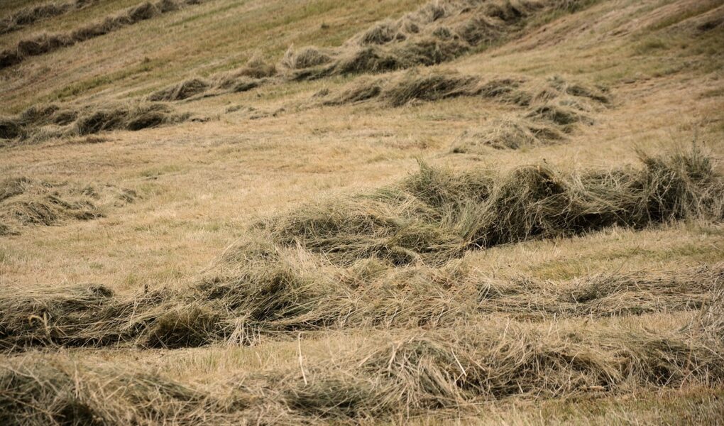 découvrez l'hospitalité rurale : une expérience authentique, chaleureuse et conviviale à la campagne. laissez-vous séduire par un accueil personnalisé, des traditions locales et le charme du terroir lors de votre séjour rural.