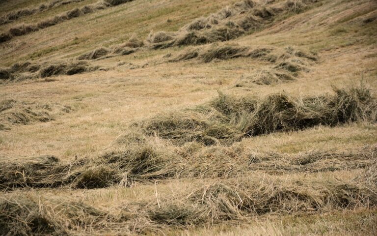découvrez l'hospitalité rurale : une expérience authentique, chaleureuse et conviviale à la campagne. laissez-vous séduire par un accueil personnalisé, des traditions locales et le charme du terroir lors de votre séjour rural.