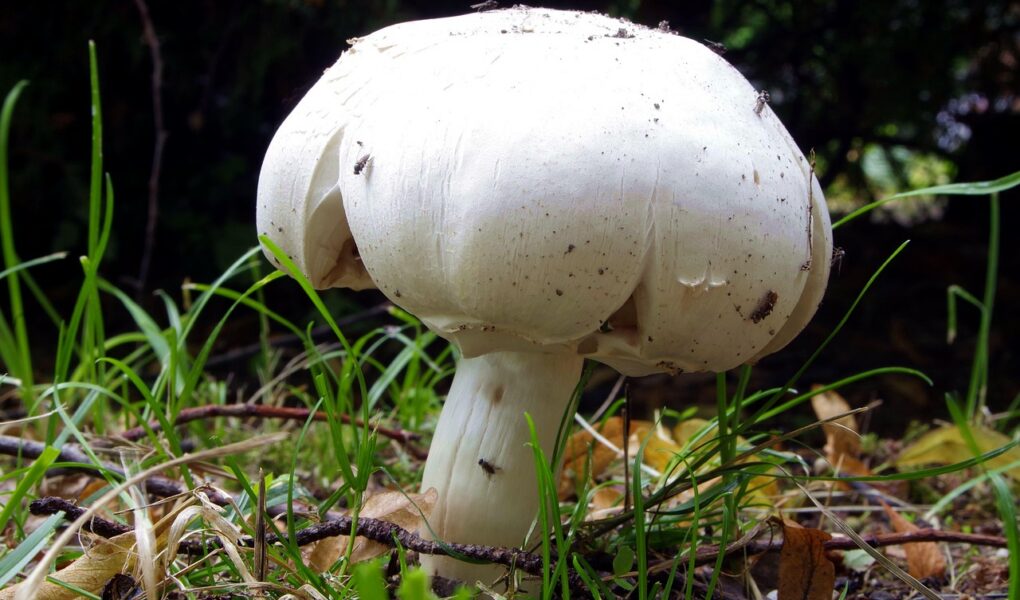 découvrez les liens historiques qui ont façonné les relations entre cultures, nations et peuples à travers le temps. plongez dans l’exploration des origines, des événements marquants et des influences durables.