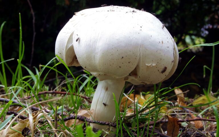 découvrez les liens historiques qui ont façonné les relations entre cultures, nations et peuples à travers le temps. plongez dans l’exploration des origines, des événements marquants et des influences durables.