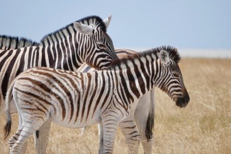 découvrez l'afrique, un continent aux paysages magnifiques, une riche diversité culturelle et une histoire fascinante. explorez la faune sauvage, les traditions ancestrales et les destinations incontournables de l'afrique.