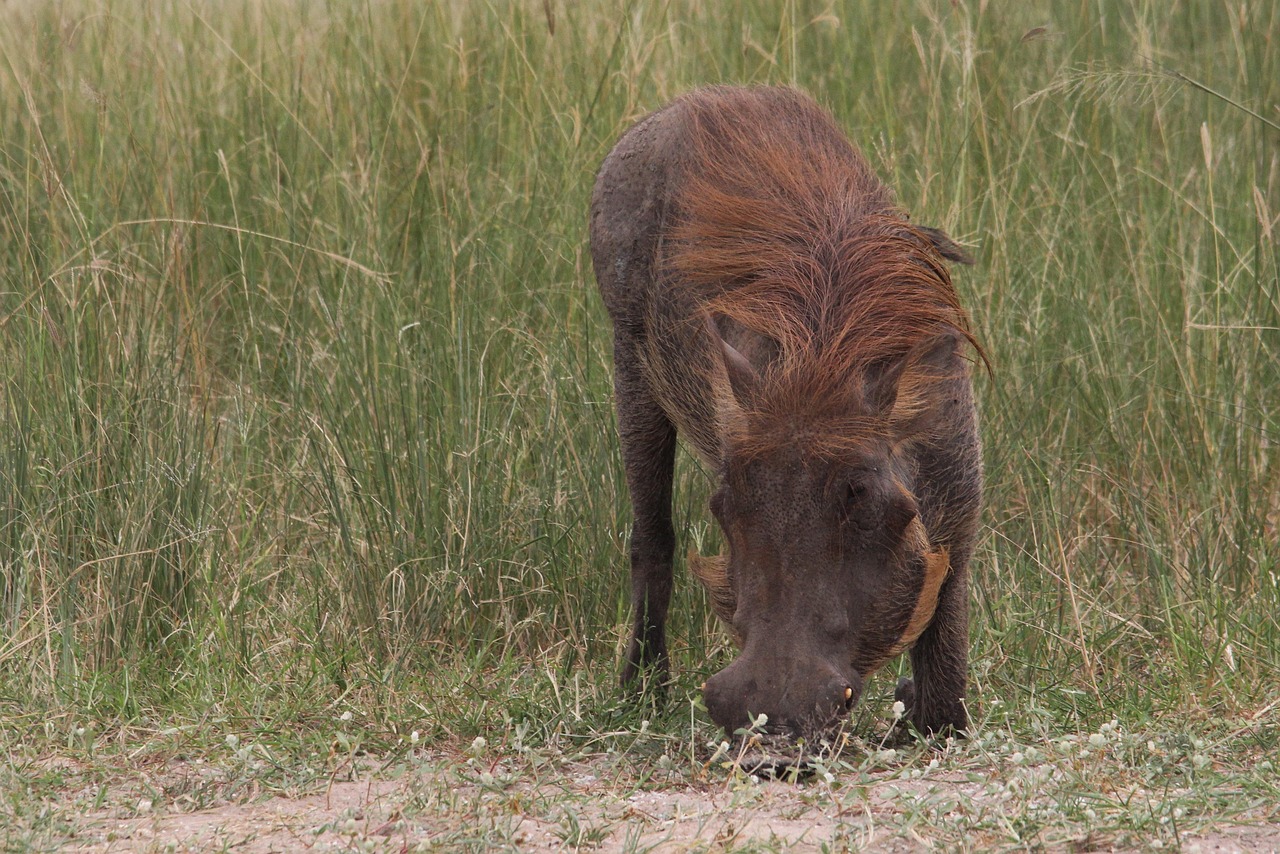 découvrez l'univers d'astérix, le célèbre gaulois créé par goscinny et uderzo : aventures, humour, magie de la potion et résistances épiques face aux romains vous attendent dans ces histoires incontournables et pleines de rebondissements !