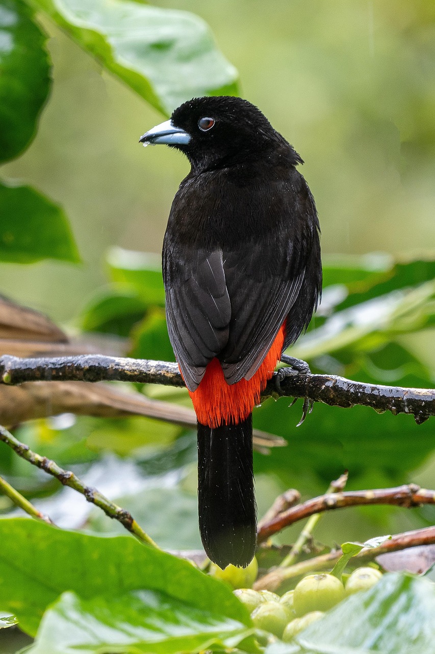 découvrez tanger, la perle du nord du maroc : entre culture, histoire, plages magnifiques et gastronomie locale, explorez une ville dynamique au carrefour de l'afrique et de l'europe.