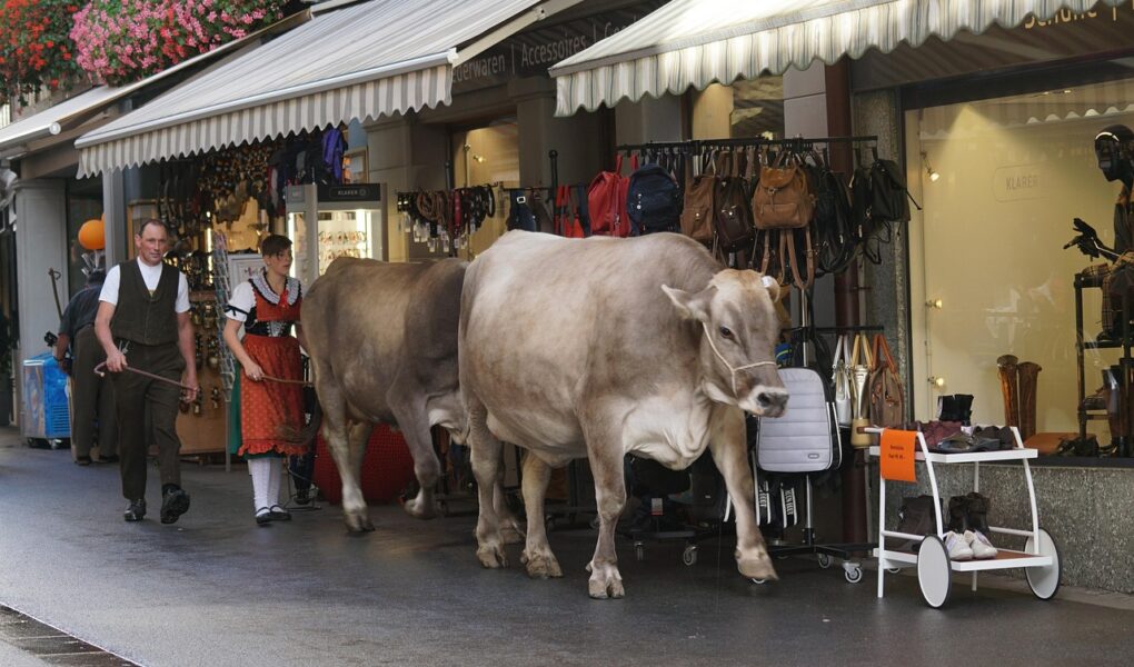 découvrez les différentes traditions animales à travers le monde, leur importance culturelle et la façon dont elles influencent nos sociétés modernes.