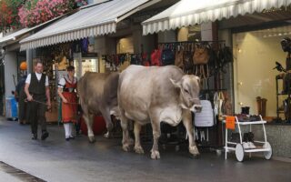 découvrez les différentes traditions animales à travers le monde, leur importance culturelle et la façon dont elles influencent nos sociétés modernes.