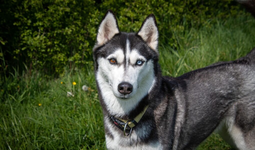 découvrez les meilleures destinations pet-friendly pour voyager avec votre animal de compagnie : hébergements accueillants, activités à partager et conseils pour un séjour réussi avec votre fidèle ami.