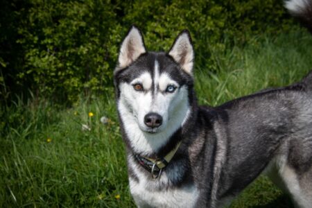 découvrez les meilleures destinations pet-friendly pour voyager avec votre animal de compagnie : hébergements accueillants, activités à partager et conseils pour un séjour réussi avec votre fidèle ami.