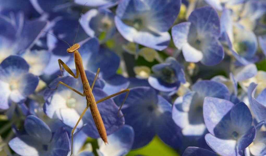 découvrez des aventures en plein air inoubliables avec outdoor explorations : randonnées, camping, activités nature et conseils pour explorer les grands espaces en toute sécurité.