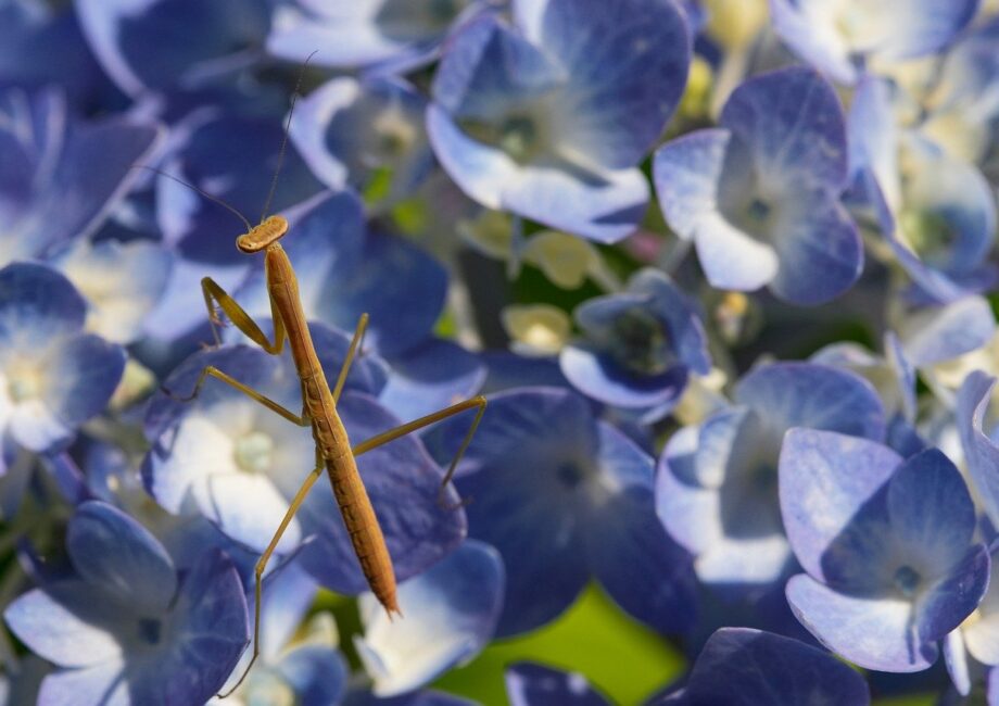 découvrez des aventures en plein air inoubliables avec outdoor explorations : randonnées, camping, activités nature et conseils pour explorer les grands espaces en toute sécurité.