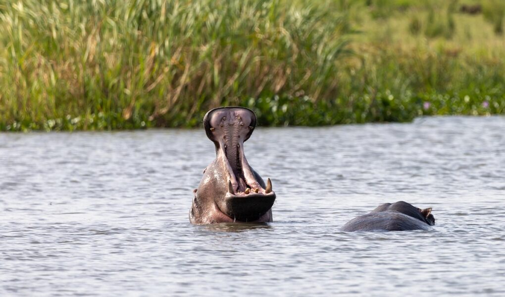 guide de voyage complet pour l'ouganda : d&eacute;couvrez les meilleures attractions, conseils pratiques et informations essentielles pour un s&eacute;jour inoubliable en afrique de l'est.