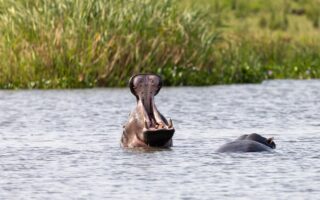 guide de voyage complet pour l'ouganda : d&eacute;couvrez les meilleures attractions, conseils pratiques et informations essentielles pour un s&eacute;jour inoubliable en afrique de l'est.