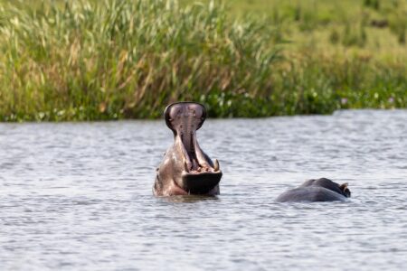 guide de voyage complet pour l'ouganda : d&eacute;couvrez les meilleures attractions, conseils pratiques et informations essentielles pour un s&eacute;jour inoubliable en afrique de l'est.