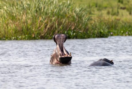 guide de voyage complet pour l'ouganda : d&eacute;couvrez les meilleures attractions, conseils pratiques et informations essentielles pour un s&eacute;jour inoubliable en afrique de l'est.