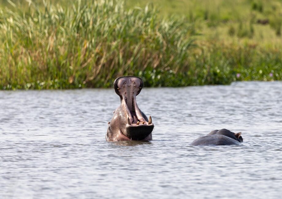 guide de voyage complet pour l'ouganda : d&eacute;couvrez les meilleures attractions, conseils pratiques et informations essentielles pour un s&eacute;jour inoubliable en afrique de l'est.