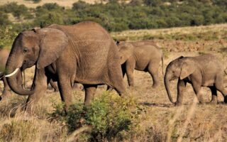 d&eacute;couvrez notre guide complet de voyage en afrique du sud : conseils pratiques, meilleures destinations, activit&eacute;s incontournables et astuces pour un s&eacute;jour inoubliable.