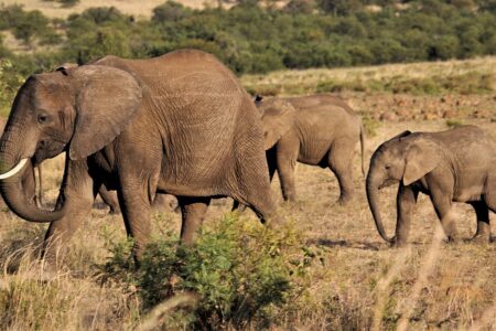 d&eacute;couvrez notre guide complet de voyage en afrique du sud : conseils pratiques, meilleures destinations, activit&eacute;s incontournables et astuces pour un s&eacute;jour inoubliable.